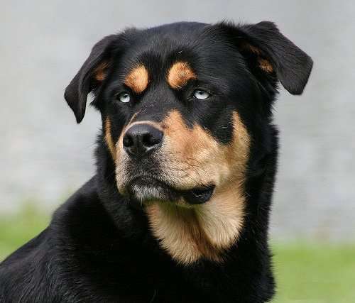 Rottweiler