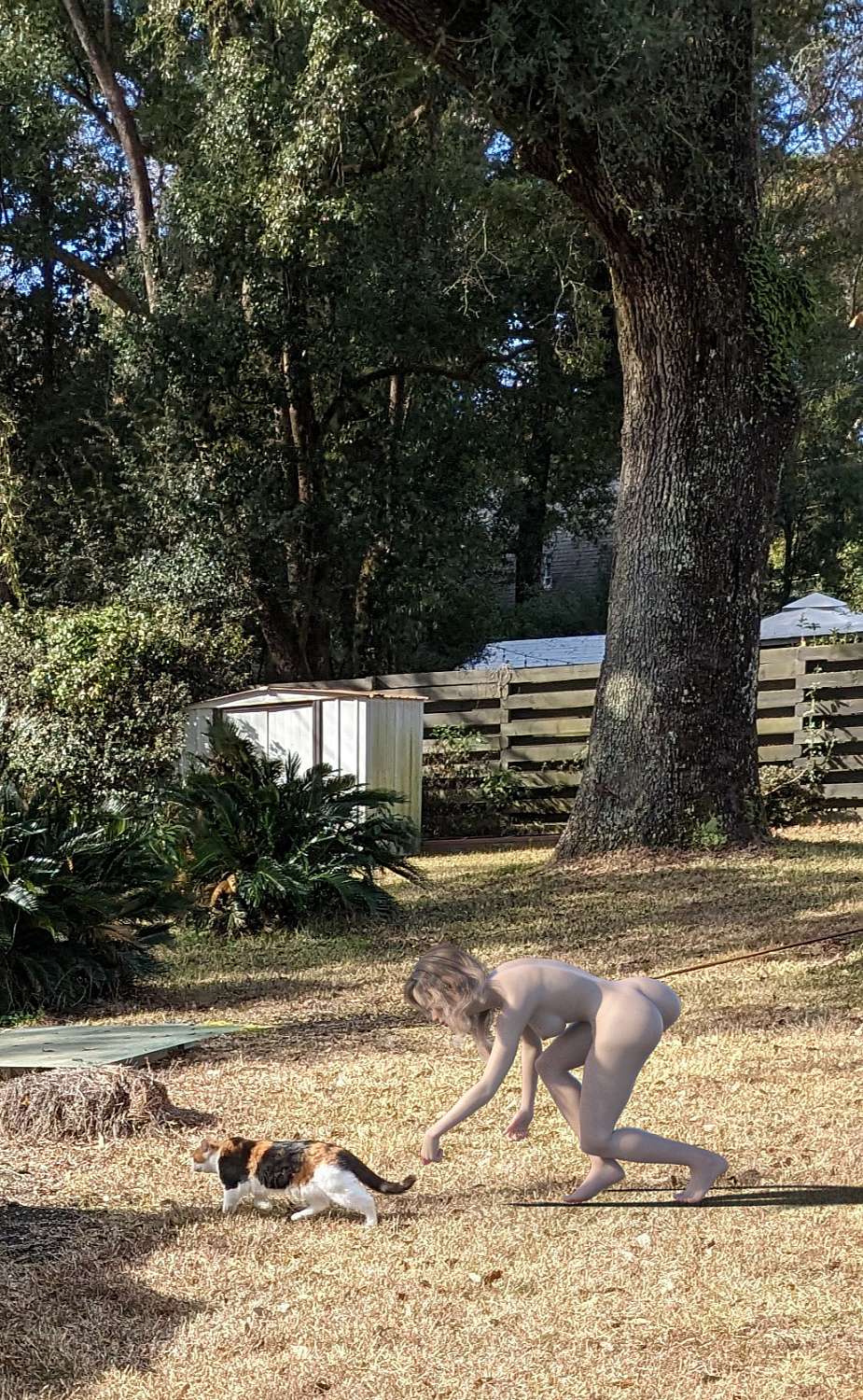 alabama-cat-walk.jpg