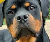 rott-curious.jpg