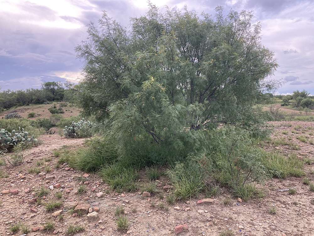 mesquite-shrubland.jpg