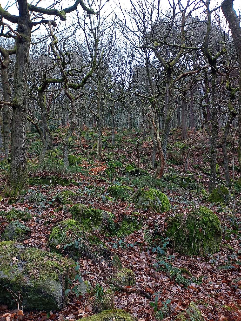 padley-gorge-img-20230222-094517-662.jpg