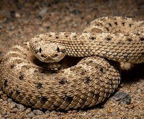 sidewinder-1.jpg