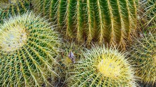 prickly-pair-1.jpg