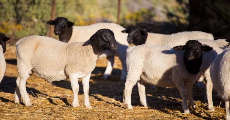 A few cream-white sheep with their necks and heads pure black are grazing around. This is the Dorper sheep, a sheep bred for its meat and are not sheared for wool, as they don’t produce much wool.