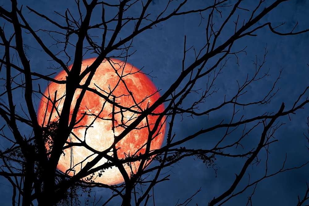 A big, red coloured moon, rises over the black silhouettes of Bushveld thorn trees.