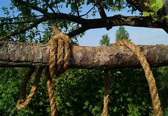 Rope wrapped on a tree branch