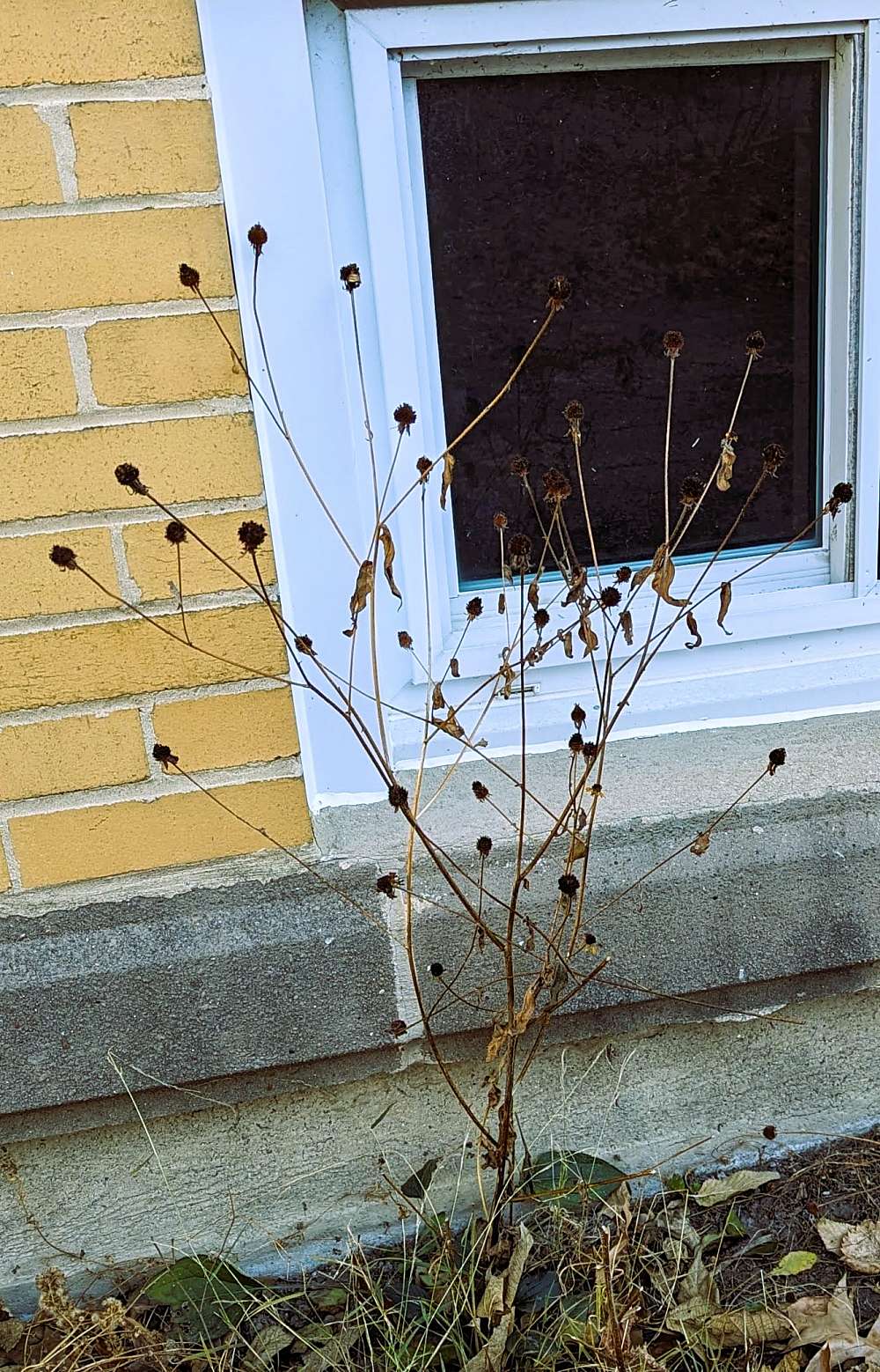 Dead plant in front of basement window