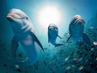 31634-8-dolphins.jpg