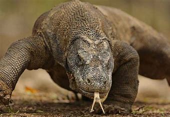 29955-14-komodo.jpg