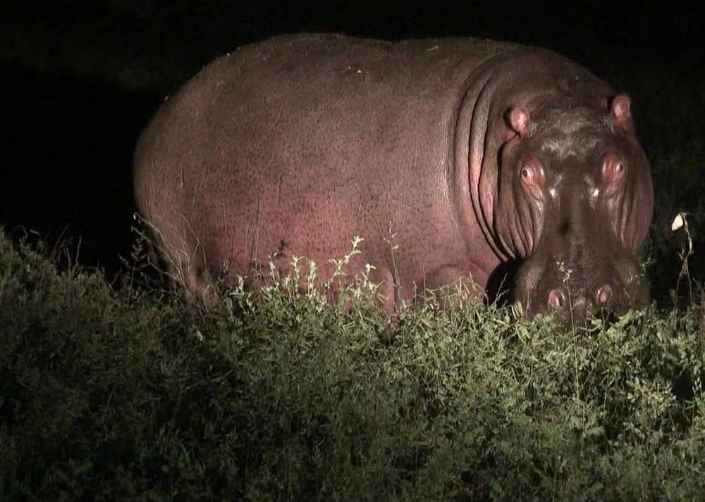 A hippopotamus is seen grazing in the lush green vegetation of iSimangaliso. It is dark and a spotlight from a gameranger vehicle lights up the animal.
