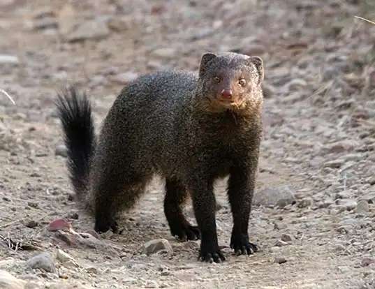 A Cape Grey mongoose looking directly into the camera.