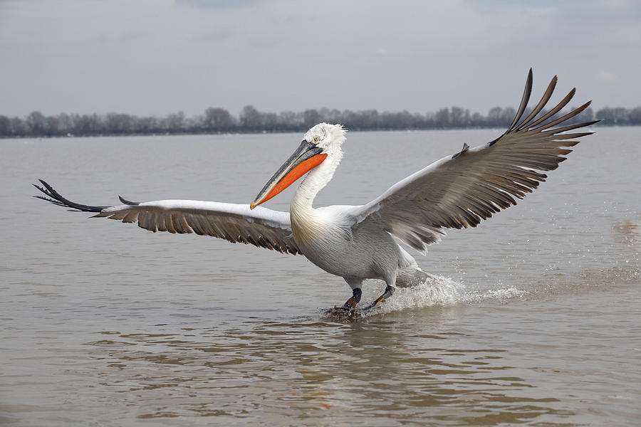 A pelican about to land on Lake St Lucia. With its huge wings spread and it’s feet just breaking the surface of the water, it is one of the magic moments on the lake.