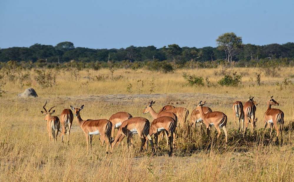A heard of Impala antelope are seen grazing on the open savannah grass of the Springbok Plains. In the background the lush green thick vegetation follows the run of a river. The river itself can’t be seen, only the greenery that follows it flow.