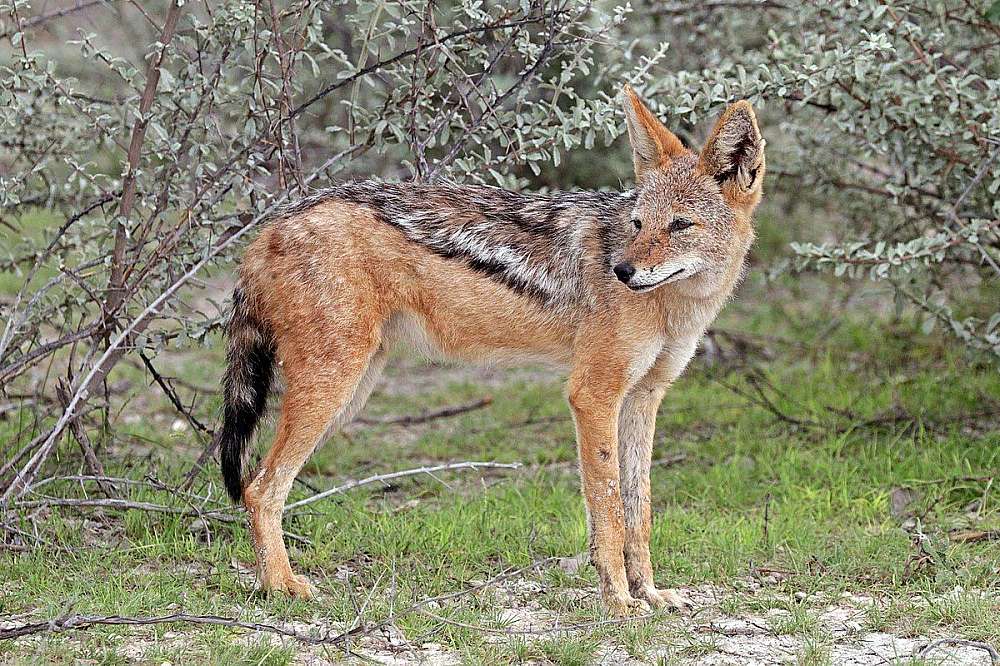 A rare sighting of a black backed jackal as it stands looking over its shoulder in the bushveld daylight. The tan coloured animal with its silver black back, and thick bushy black tail looks almost like a dog.