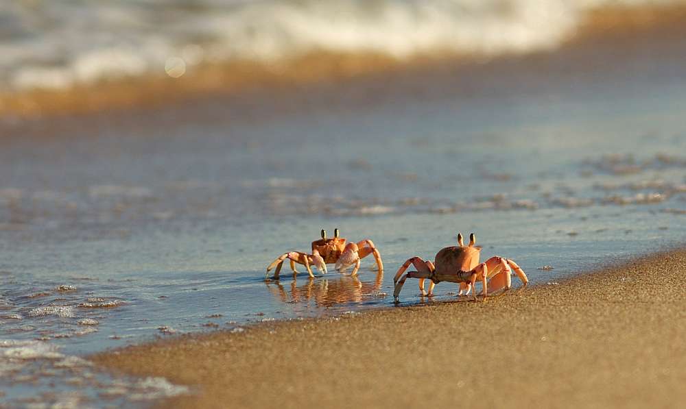 Picture of two ghost crabs on a beach
