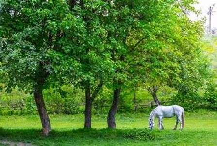 29077-26-10-horse.jpg