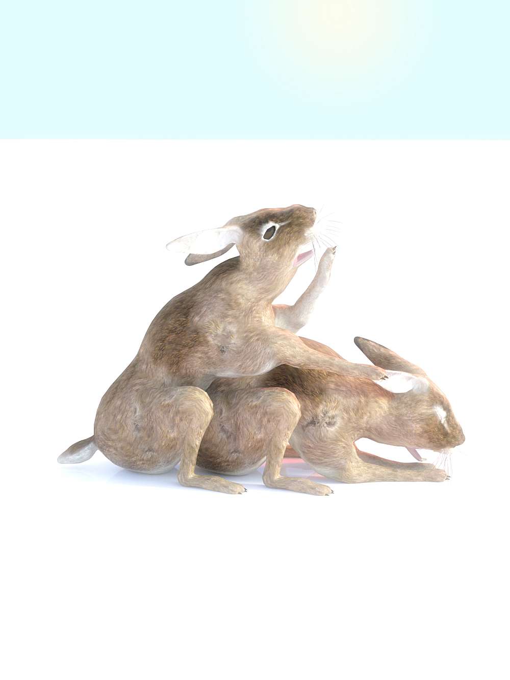 46717-05-bunny-d.jpg