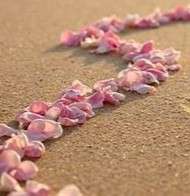 31126-17-09-petals.jpg