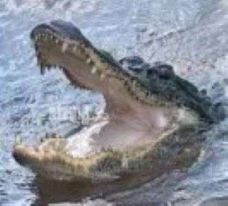 28981-71-09-gator.jpg