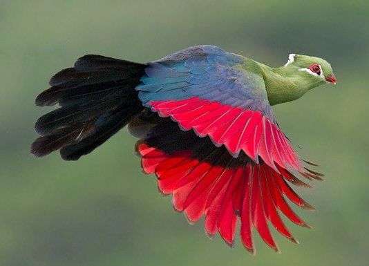 The Knysna Loerie perched on a branch of an old Knysna yellowwood tree. The green plumage and white lined eyes are a distinctive markings of the bird.
