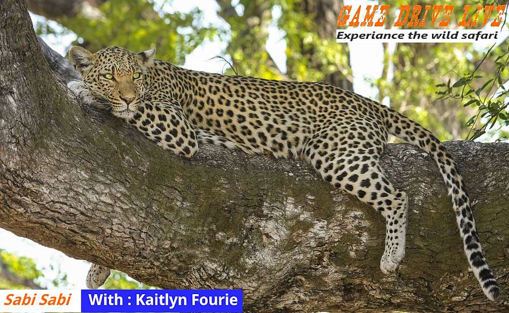 Draped over a thick branch of a Leadwood tree, A leopard relaxes full stretch on the branch. His feet hanging down gives the illusion that he is relaxed, yet the tail, ears and alert eyes tells a different story, as the predator pretend to be a shadow.