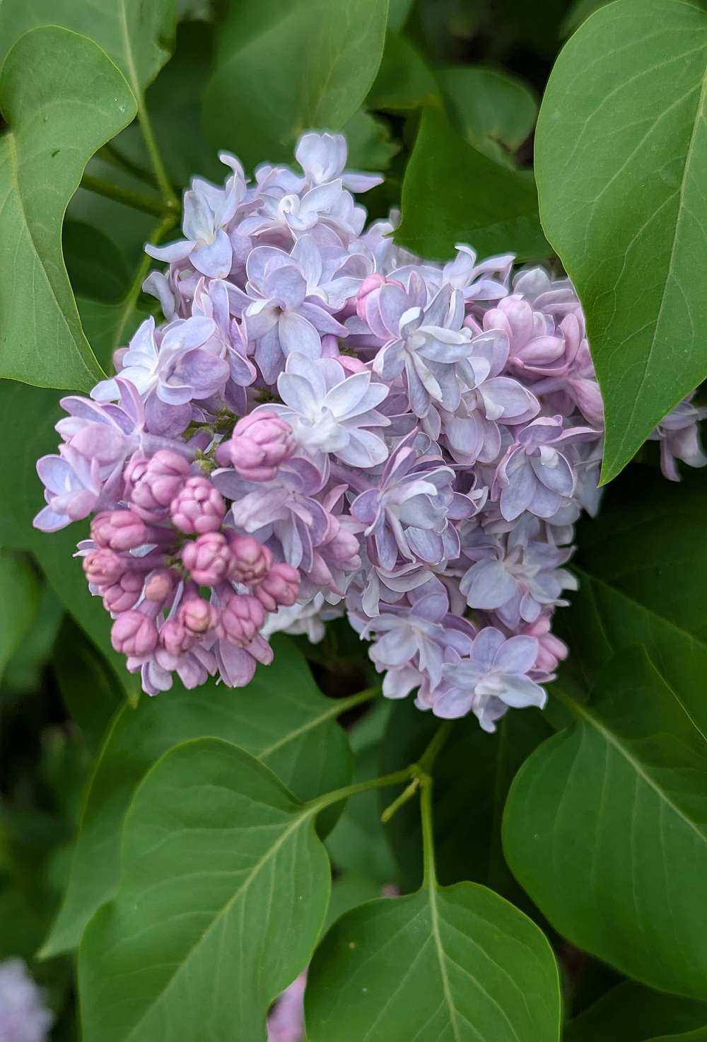 59231-04-lilacs-3.jpg