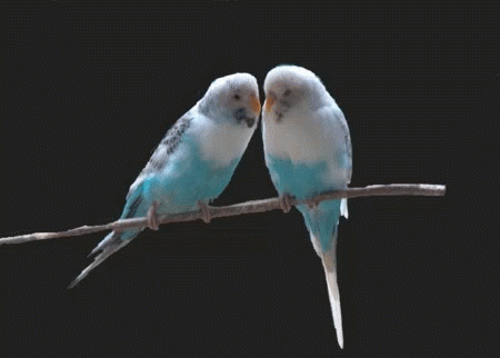 58357-7-ch-7-02-kb-lovebirds.gif