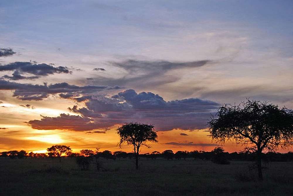 This image captures the ‘deep, golden hush’ of a Skukuza sunrise, where the ‘Lowveld’ sky transforms into a high-resolution masterpiece of light. A brilliant orange sun sits low on the horizon, igniting the surrounding clouds with vibrant washes of amber and gold that bleed into soft purples and cool indigos. The iconic silhouettes of thorn trees stand like ‘Silent Operators’ against the warming sky, their dark, intricate branches framing the vast, waking landscape. It is the perfect visual for a ‘symphony dedicated to the birth of a new day,’ where the lavender and rose tones eventually yield to the full, inevitable gold of a South African morning.