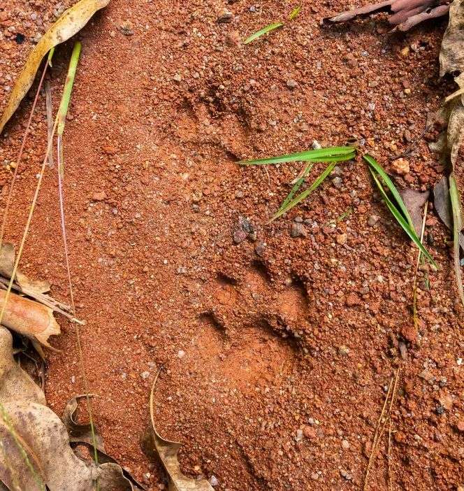The picture show the indentions in the ground were a cat walked. The spore is that of a serval cat. Servals are much bigger that house cats but smaller than a cheetah. They weigh up to 18 kilograms and stand 50 centimetre high at the shoulders.