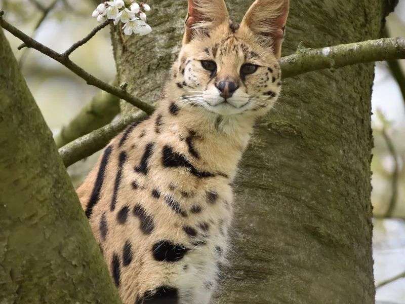 A close-up, high-detail photograph of a wild Serval cat perched gracefully in the fork of a large, moss-textured tree trunk. The medium-sized wildcat faces forward, looking directly at the camera with a calm, alert expression. Its coat is a vibrant tawny-gold, heavily patterned with solid black spots on its torso and distinct black vertical stripes running down its neck. It has a slender face with prominent, large, rounded ears set high on its head, and dark, tear-like markings extending down from its intelligent, amber-brown eyes. In the upper left foreground, a thin branch with delicate, small white blossoms hangs near the cat’s head, adding a soft contrast to the sharp, wild features of the feline and the rugged bark of the tree.