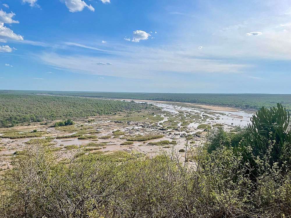In this picture seen from a high rocky vantage point, the Kruger landscape sprawled out below like a vast, flat green carpet under an immense, faded blue sky. The wide riverbed cut a massive scar through the valley, its waters fractured into a labyrinth of shallow, brown braided channels and exposed silt banks that twisted through fields of black basalt rock. Down in those thick, endless plains of mopane and thorn scrub, a thousand men could vanish without a trace. In the immediate foreground, the ridge fell away steeply, choked by dry brush and the stark, reaching arms of a massive candelabra euphorbia that stood guard over the sweeping expanse below.