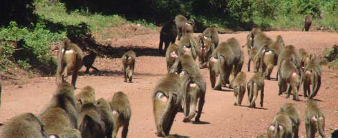 A bunch of baboons in africa