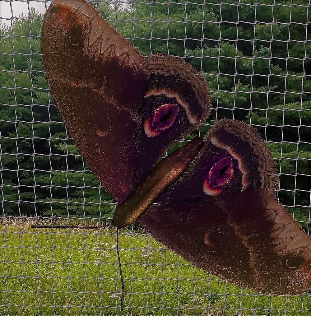 moth on a fence